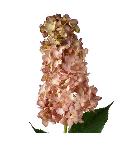 VIRIDIS Kwiat Hortensja podłużna 80cm
