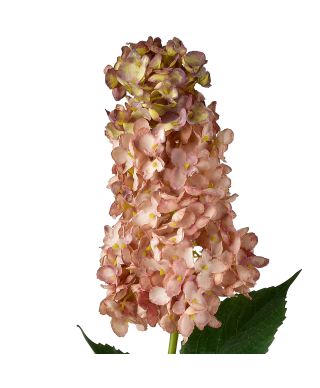 VIRIDIS Kwiat Hortensja podłużna 80cm
