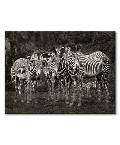 Zebras - Obraz na płótnie