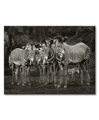 Zebras - Obraz na płótnie