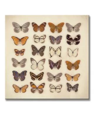 Butterfly Collection - Obraz na płótnie