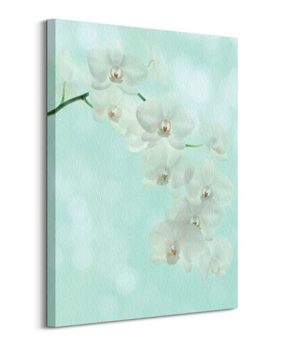 White Orchid - Obraz na płótnie