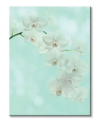White Orchid - Obraz na płótnie
