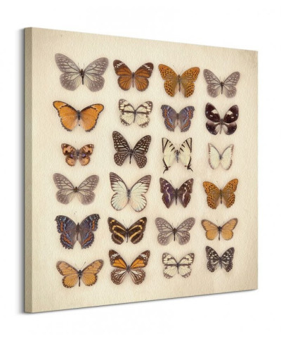 Butterfly Collection - Obraz na płótnie