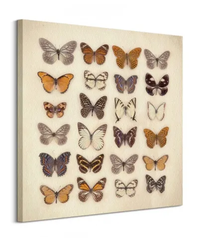Butterfly Collection - Obraz na płótnie