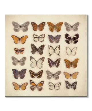 Butterfly Collection - Obraz na płótnie