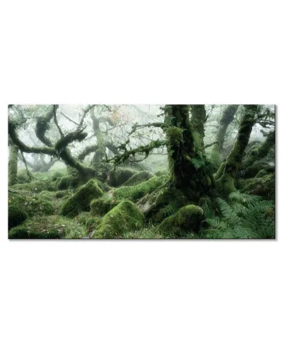 Wistman's Wood, Dartmoor - Obraz na płótnie