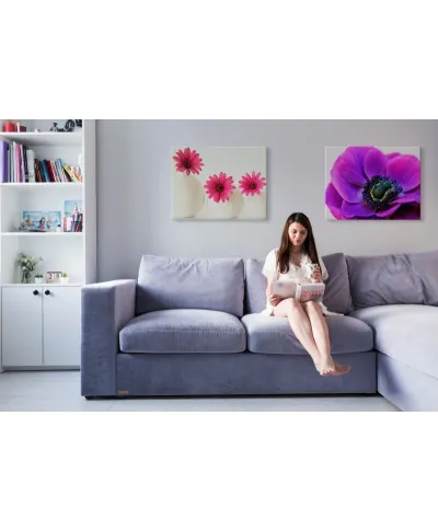 Pink Cape Daisies - Obraz na płótnie