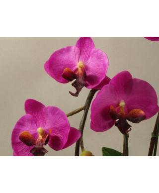 Sztuczny storczyk - Orchidea - W doniczce - 40x62cm - Amarantowy