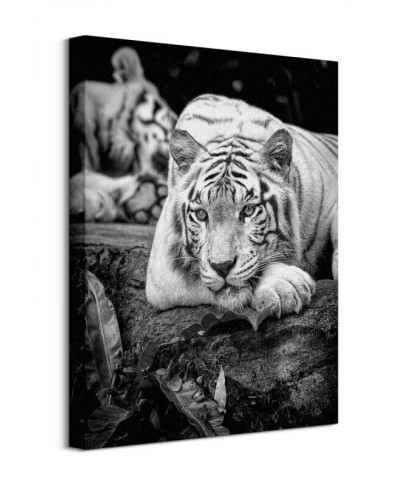 Tiger Stare - Obraz na płótnie