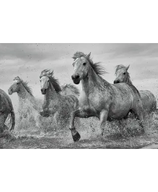 Camargue Galopujące Białe Konie - plakat ze zwierzętami