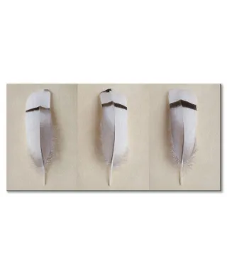 Egyptian Goose Feather Triptych - obraz na płótnie