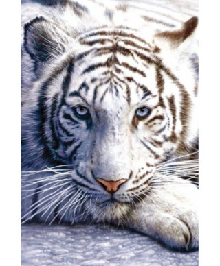 Bengalski Tygrys - plakat
