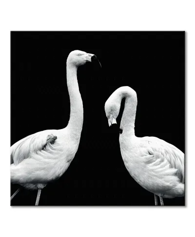 Phoenicopterus Roseus - obraz na płótnie