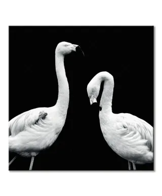 Phoenicopterus Roseus - obraz na płótnie