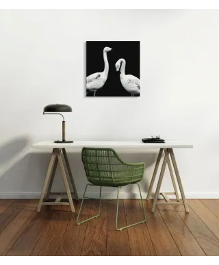 Phoenicopterus Roseus - obraz na płótnie