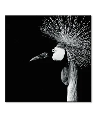 Balearica Regulorum - obraz na płótnie