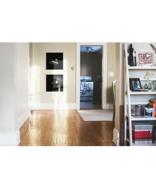 Balearica Regulorum - obraz na płótnie