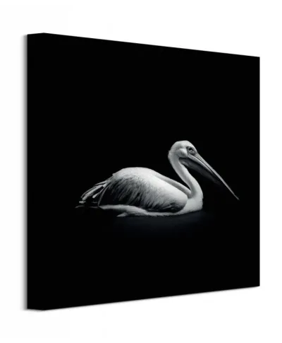 Pelecanus - obraz na płótnie