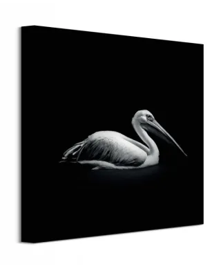 Pelecanus - obraz na płótnie