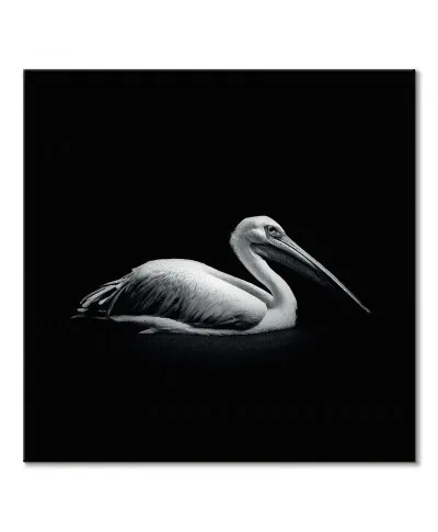 Pelecanus - obraz na płótnie