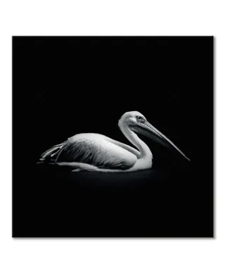 Pelecanus - obraz na płótnie