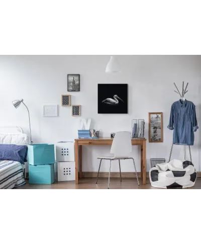 Pelecanus - obraz na płótnie