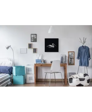 Pelecanus - obraz na płótnie