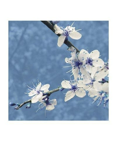 Blossom in Blue - reprodukcja