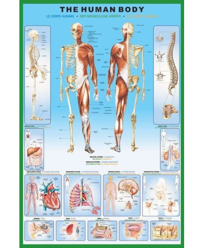 Ciało Człowieka (anatomia) - plakat