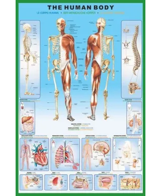 Ciało Człowieka (anatomia) - plakat