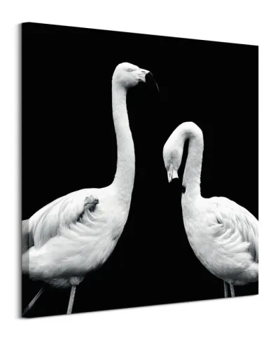 Phoenicopterus Roseus - obraz na płótnie