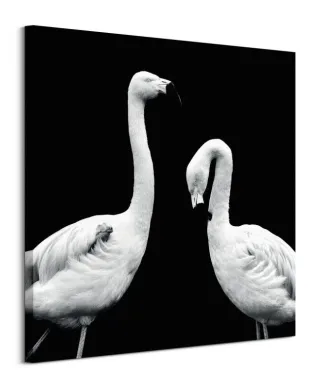 Phoenicopterus Roseus - obraz na płótnie