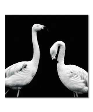 Phoenicopterus Roseus - obraz na płótnie