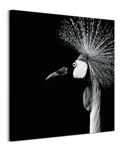 Balearica Regulorum - obraz na płótnie