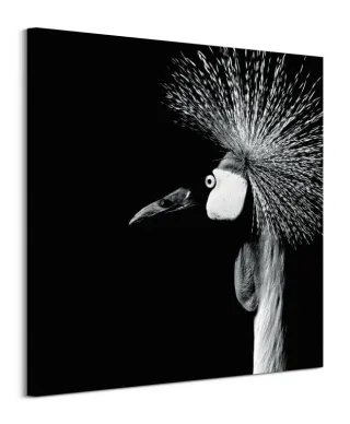 Balearica Regulorum - obraz na płótnie