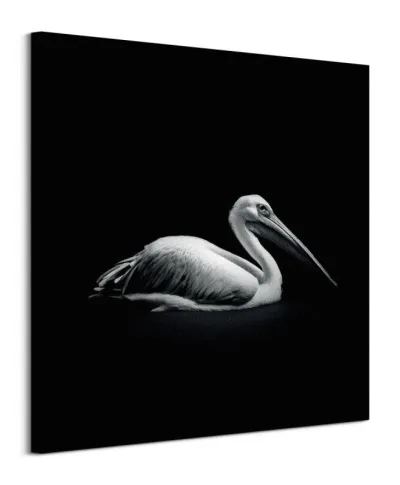 Pelecanus - obraz na płótnie