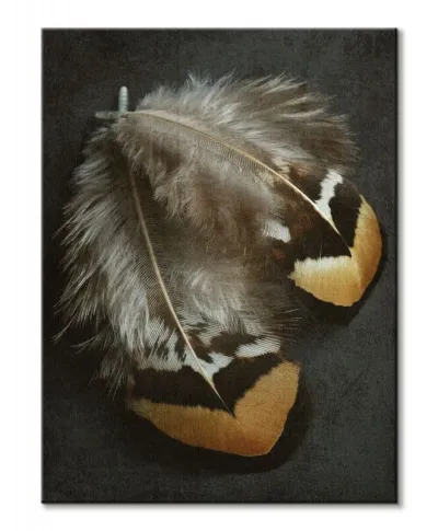 Pheasant Feather Duo - obraz na płótnie