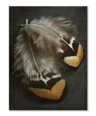 Pheasant Feather Duo - obraz na płótnie