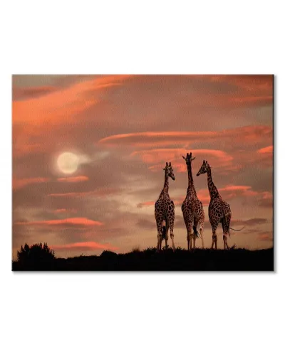 Moonrise Giraffes - obraz na płótnie