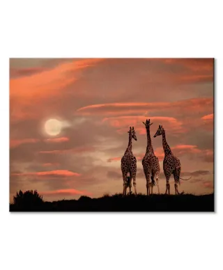 Moonrise Giraffes - obraz na płótnie