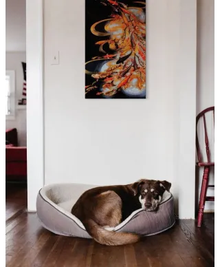 Koi on Black - obraz na płótnie