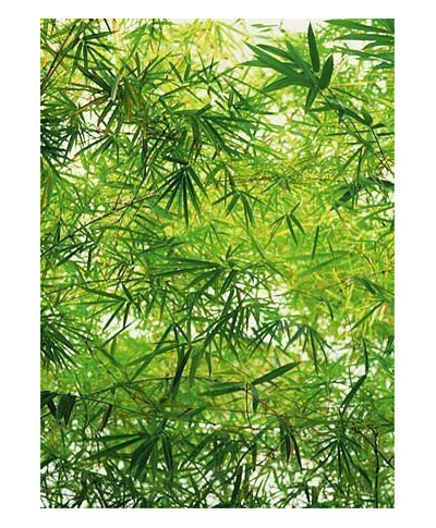 Fototapeta na ścianę  Bambus - 183x254 cm