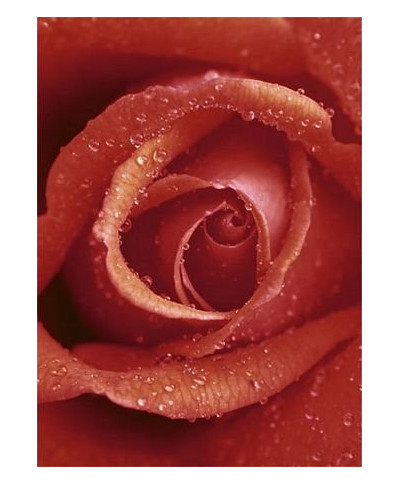 Fototapeta na ścianę - Czerwona Róża - 183x254 cm