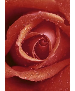 Fototapeta na ścianę - Czerwona Róża - 183x254 cm
