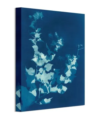 Bougainvillea - obraz na płótnie