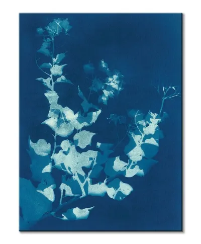 Bougainvillea - obraz na płótnie