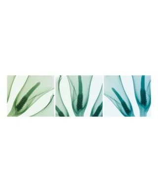 Calla Lillies - reprodukcja