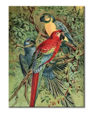 Vintage Parrots - obraz na płótnie