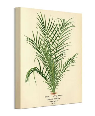 Spiny Date Palm - obraz na płótnie